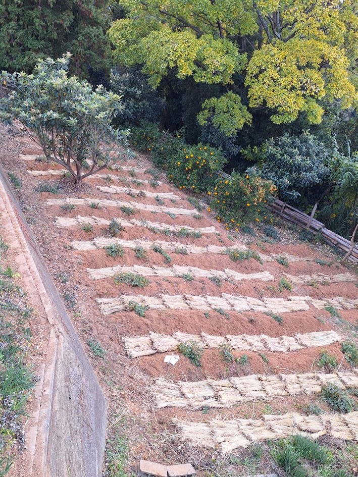 長浜で栽培された当帰